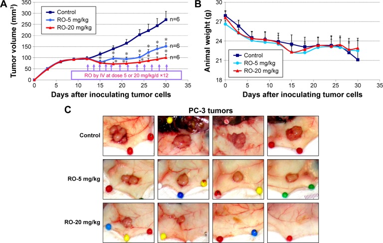 RO suppresses the growth of prostate cancer cell xenografts in vivo but does not affect animal weightOnco Targets Ther. 2016 May 30;9:3223-32