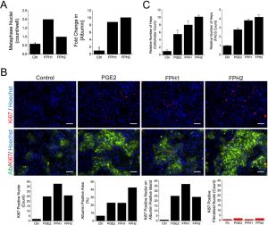 Expansion of primary human hepatocytes. Nat Chem Biol. 2013 Aug;9(8):514-20.