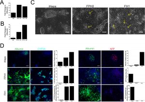 Functional enhancement of human primary hepatocytes and iHeps. Nat Chem Biol. 2013 Aug;9(8):514-20.