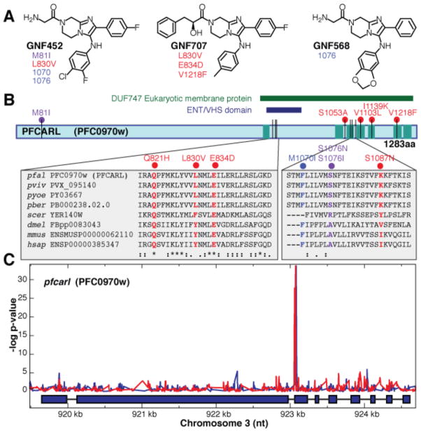 SNPs identified in pfcarl by microarray analysis and whole genome sequencing analysis.