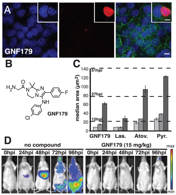 The effect of GNF179 on the liver stage parasite and a comparison with lasalocid, pyrimethamine and atovaquone.