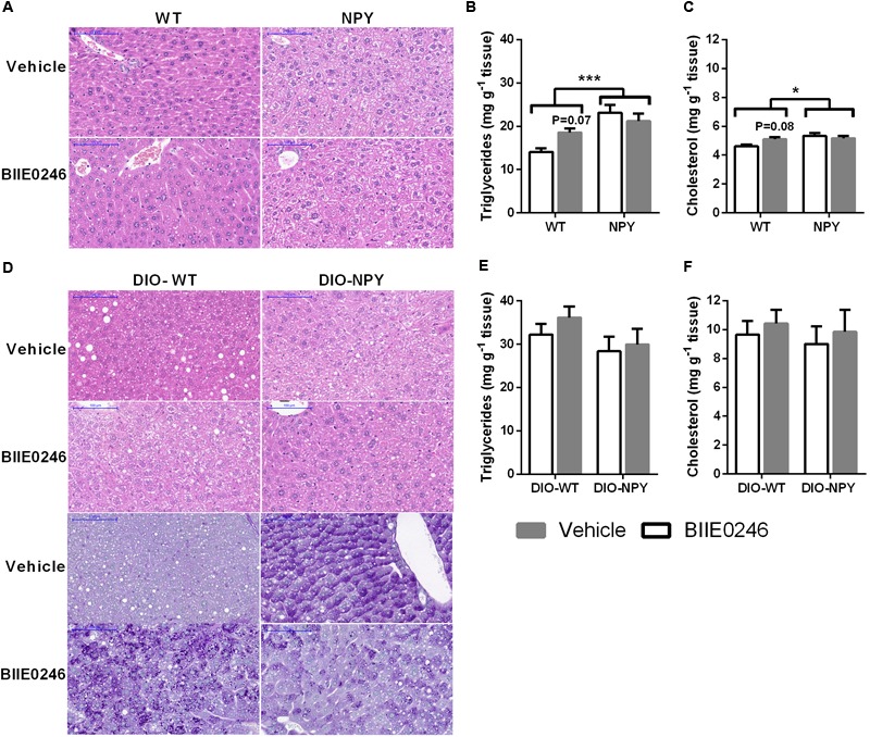 (A) Representative H&E stainings of liver slides with × 20 magnification (scale bar 100 μm), and (B) triglycerides and (C)cholesterol in the livers of mice on chow diet treated with Y2-receptor antagonist (BIIE0246) or vehicle for 4.5 weeks (n = 8–12/group). Front Pharmacol. 2018 Apr 5;9:319.