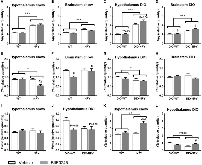 (A–D) mRNA expression of Npy, (E–H) Th (I,J) Pomc and (K,L) Y2r in the hypothalamus and the brainstem of chow- (A,B,E,F,I,K) or Western-diet-fed (C,D,G,H,J,L) OE-NPYDβH and WT mice (n = 6–12/group) after 2-week Y2-receptor antagonist (BIIE0246) or vehicle