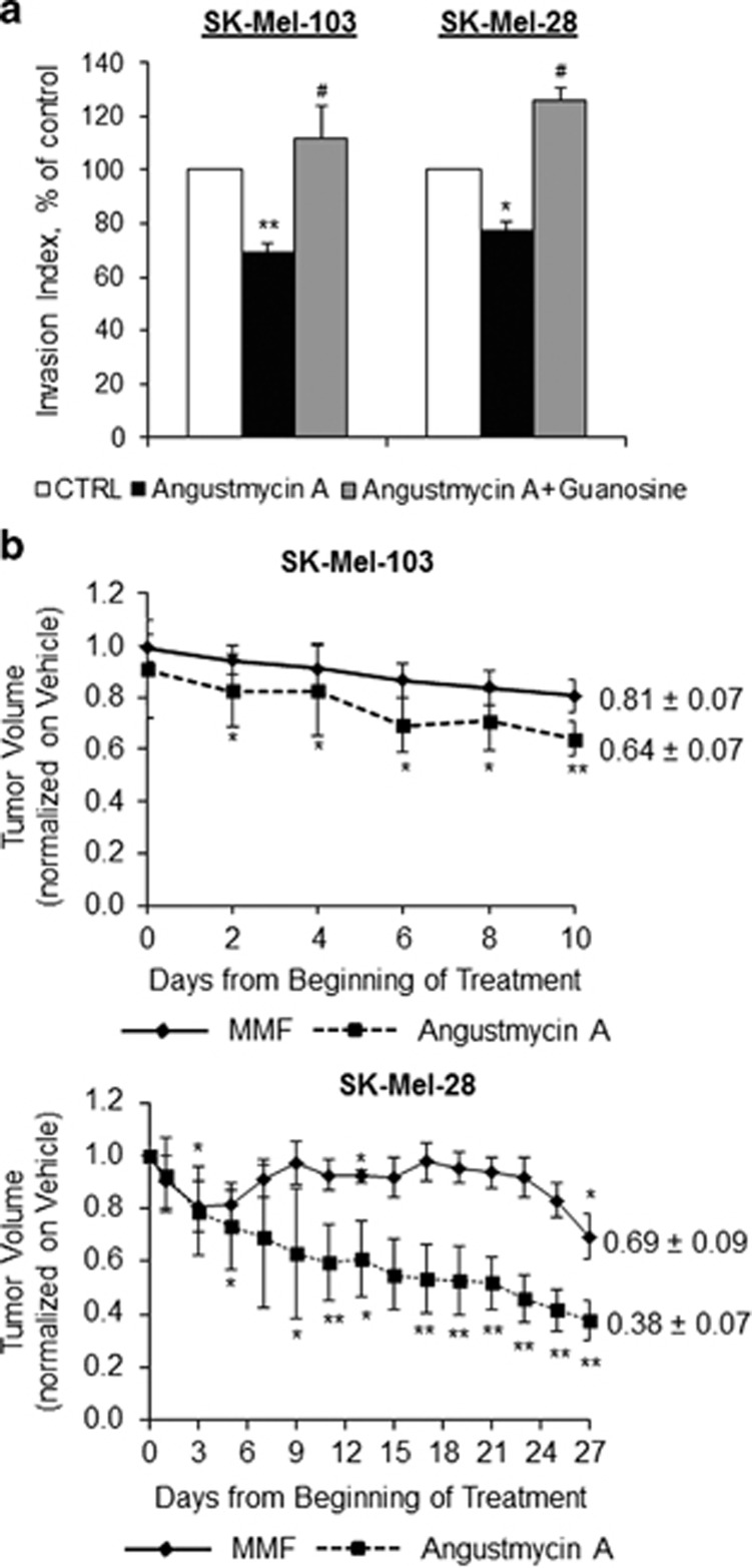 Angustmycin A treatment affects melanoma invasion in vitro and xenograft growth in vivo. Cell Death Differ. 2015 Nov;22(11):1858-64.