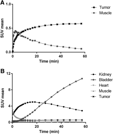 Time–activity-curves for tumor and background (A) and for relevant organs (B) up to 1 h after injection of 0.5 nmol of 68Ga-labeled PSMA-617. Data are mean standardized uptake value (SUVmean).